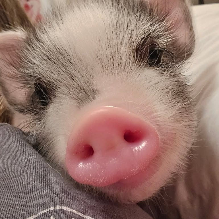Piglet Close-up
